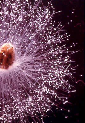achlya
