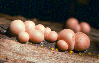 lycogala
