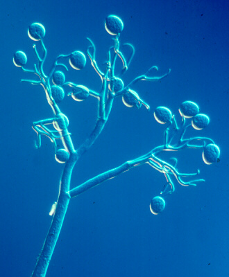 peronospora