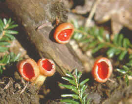 Apotheical fungus