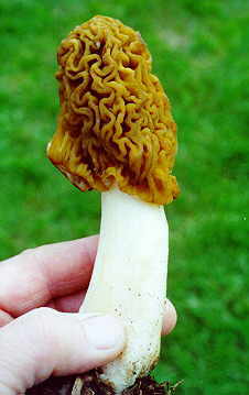 morel