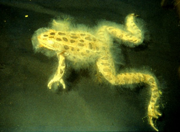 achlya on frog