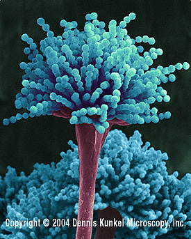 A. versicolor