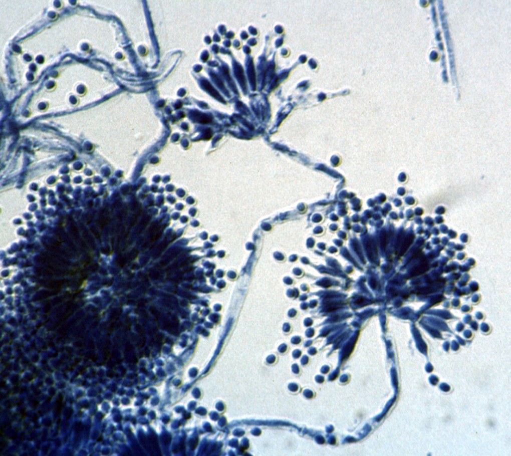 Pm conidia
