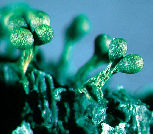 trichia sporangia