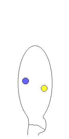 nuclear behavior in basidium