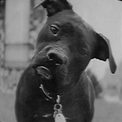 confused black dog