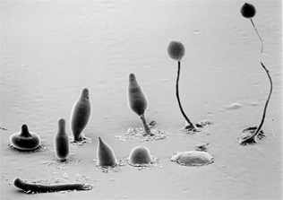 dictyostelium