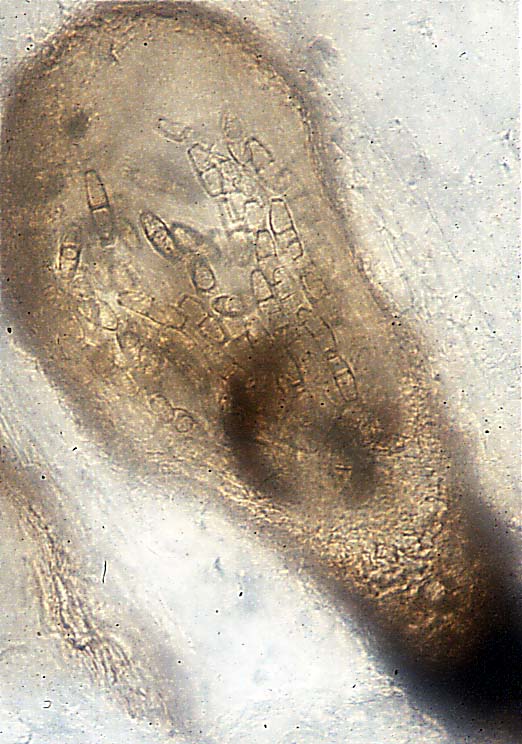 fossil fungus